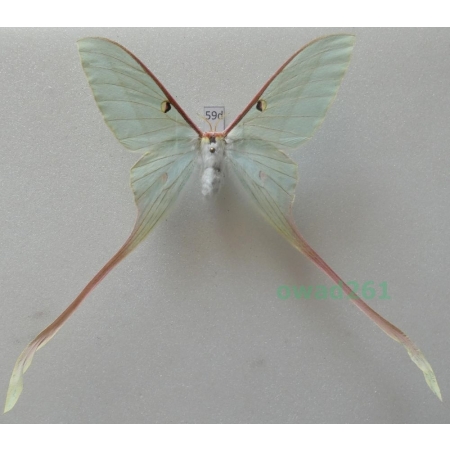 Actias dubernardi (Oberthür, 1897) female ex. ovo China 83mm59d